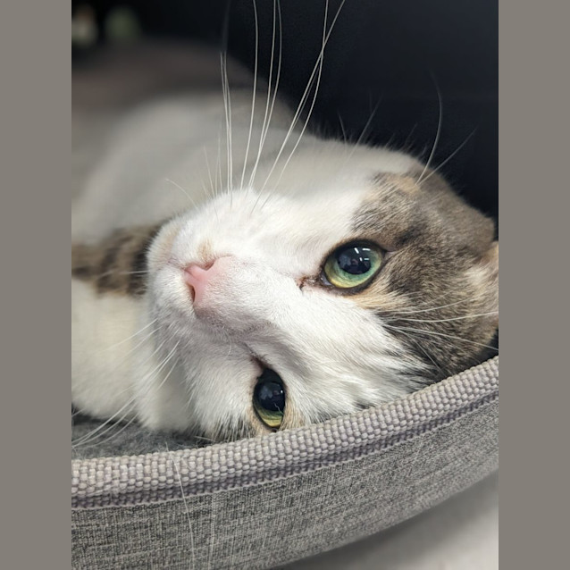 Photo of 💕 Mateo F02733 💕