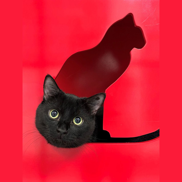 Photo of Splodge Sta011901