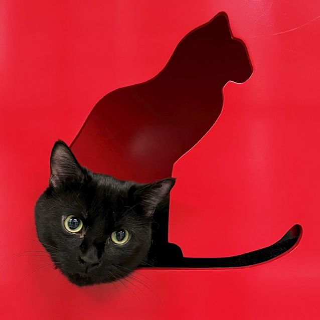 Photo of Splodge Sta011901