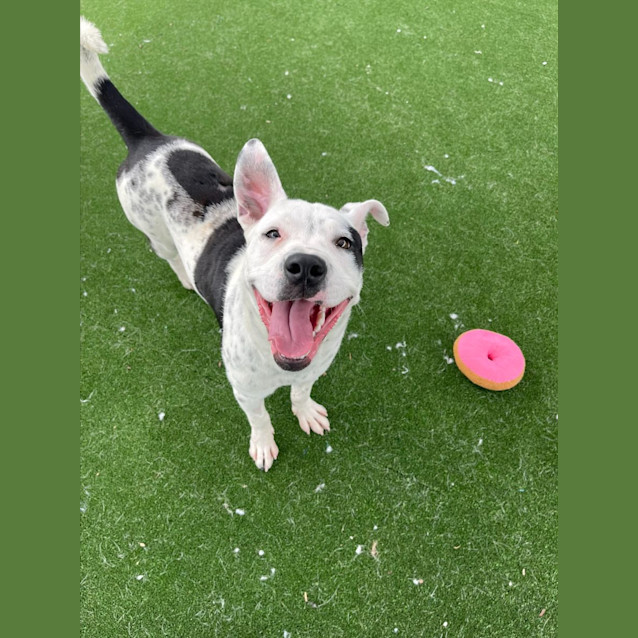 Photo of Dice Imp 2277