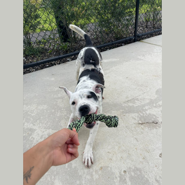 Photo of Dice Imp 2277