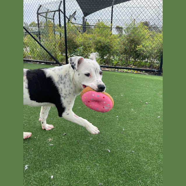 Photo of Dice Imp 2277