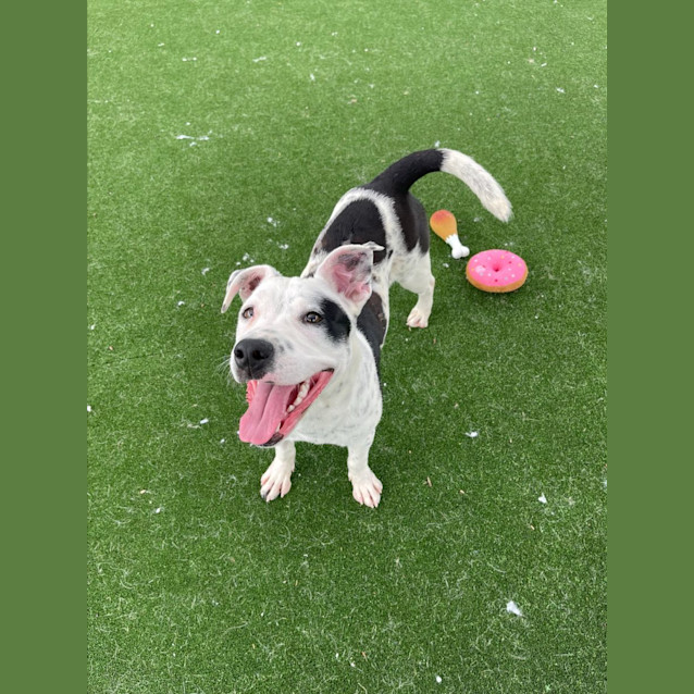 Photo of Dice Imp 2277