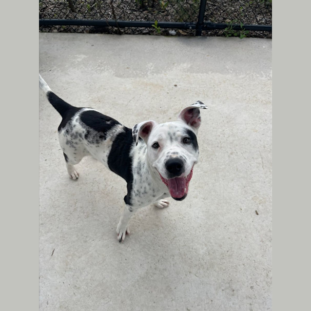 Photo of Dice Imp 2277