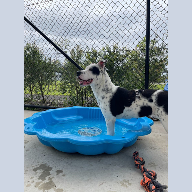 Photo of Dice Imp 2277