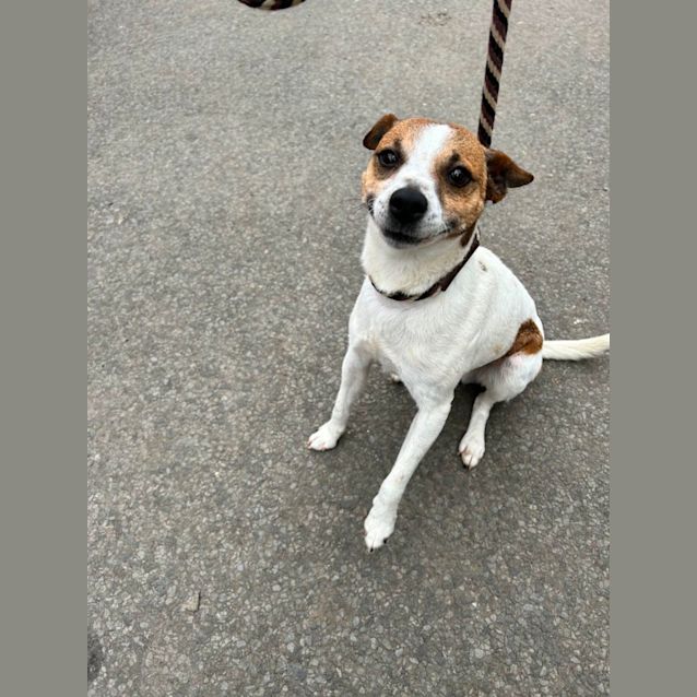 Photo of Opie
