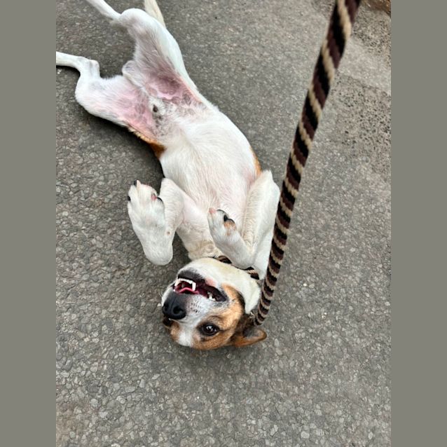 Photo of Opie