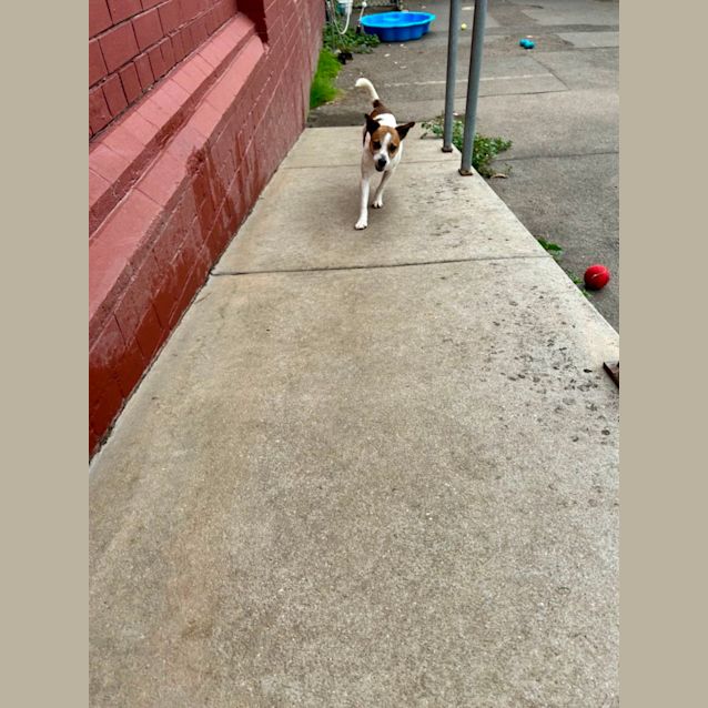 Photo of Opie