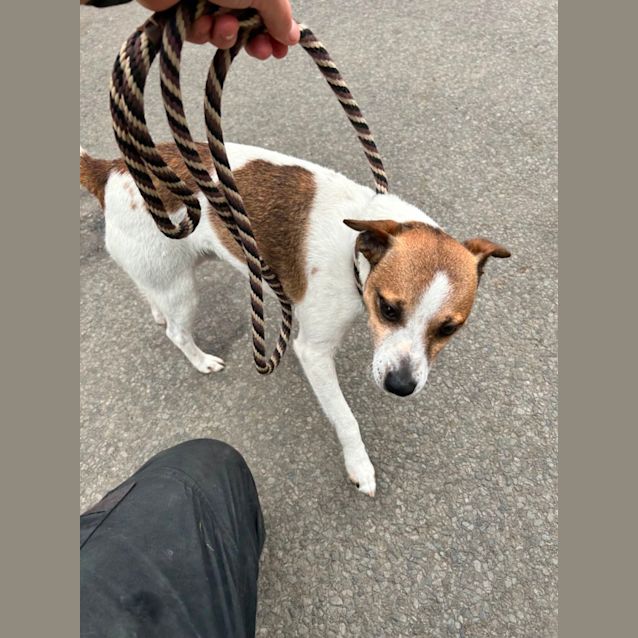 Photo of Opie