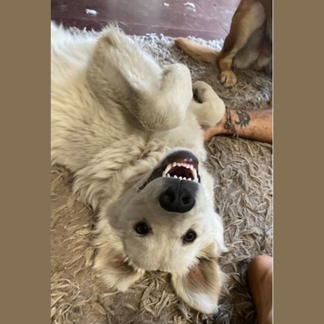 Photo of Bailey   7 Month Old Maremma (Trial)