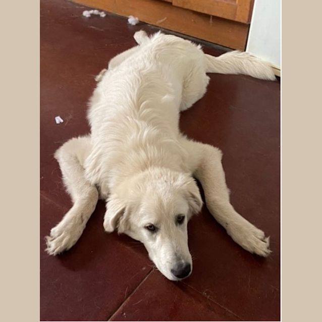 Photo of Bailey   7 Month Old Maremma (Trial)