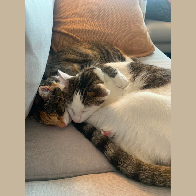Photo of Harley & Stevie 