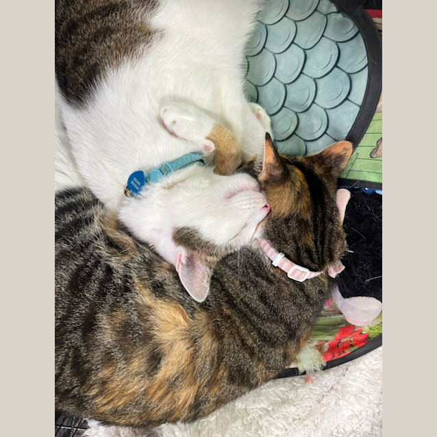 Photo of Harley & Stevie 