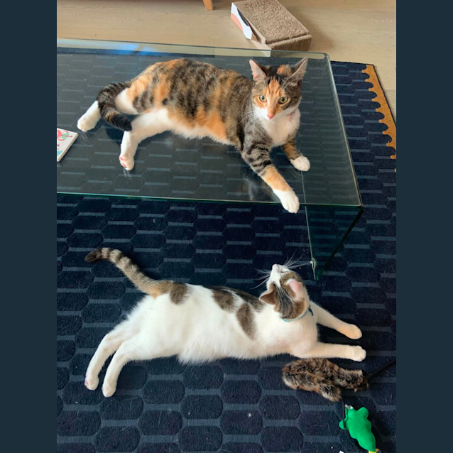 Photo of Harley & Stevie 