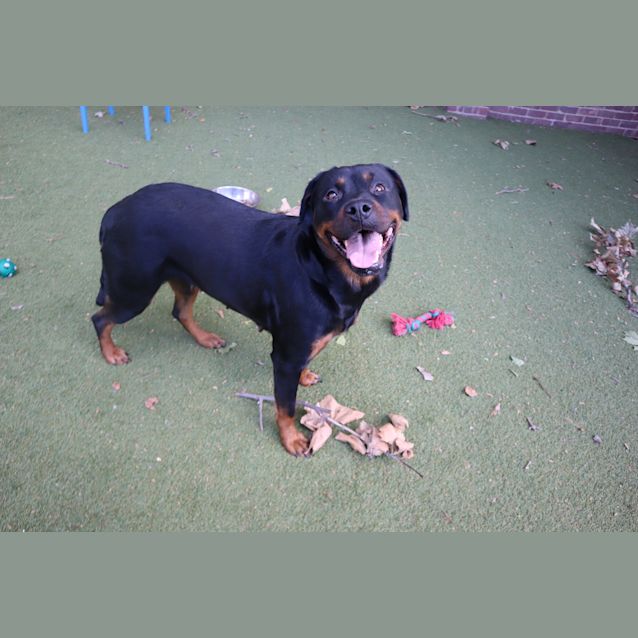 Photo of Buttercup