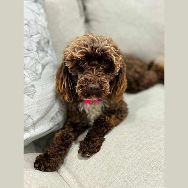 Photo of Marley