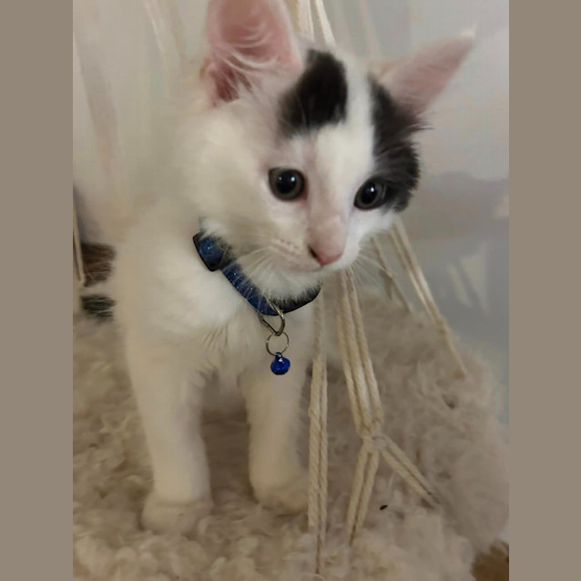 Photo of Patches