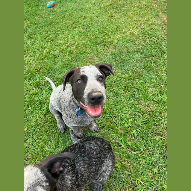 Photo of Oreo