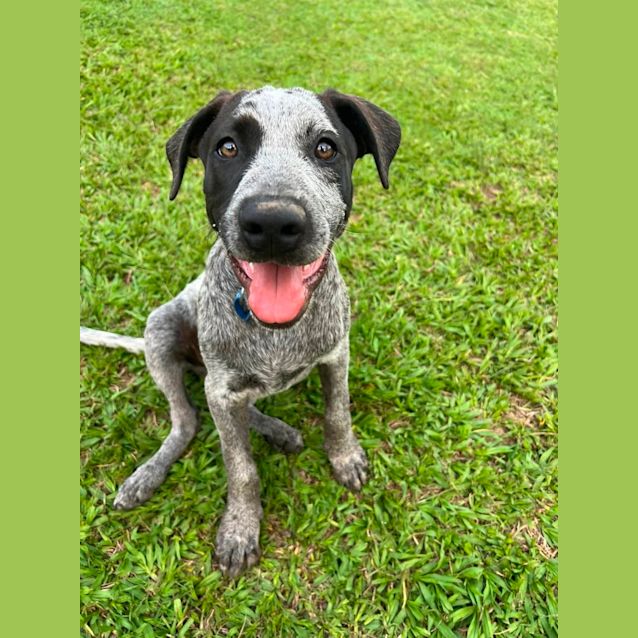 Photo of Oreo