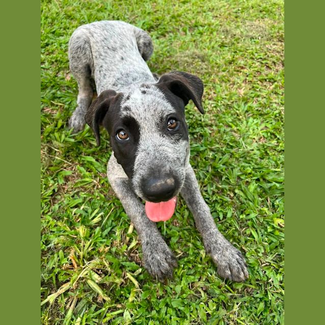 Photo of Oreo