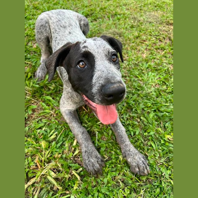 Photo of Oreo