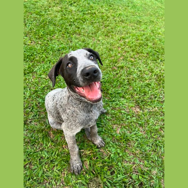 Photo of Oreo