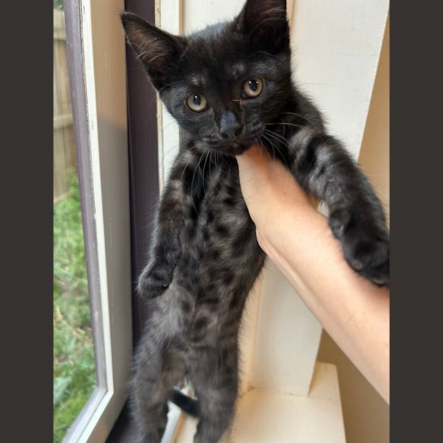 Photo of Midnight ❤️