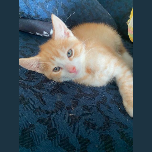Photo of Wolfe **2nd Chance Cat Rescue**