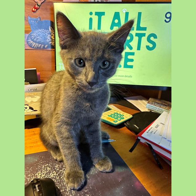 Photo of Bluey And Bingo