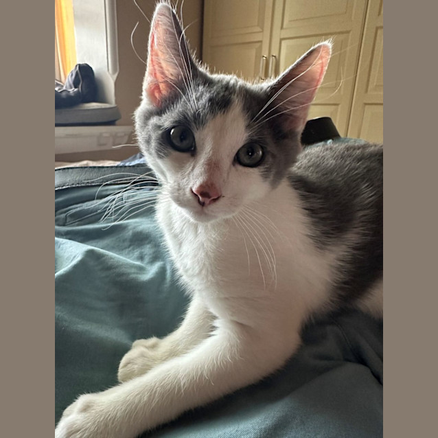 Photo of Bluey And Bingo