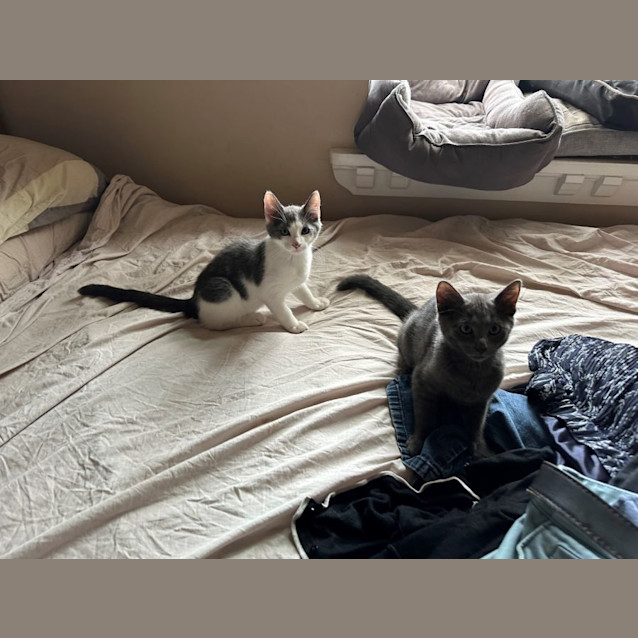 Photo of Bluey And Bingo