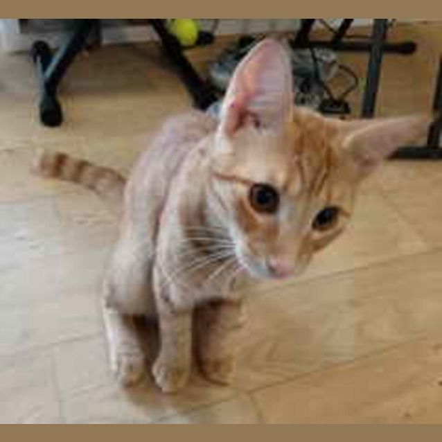 Photo of Gingerale