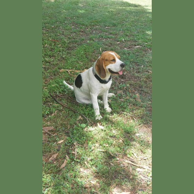 Photo of Honey And Spot