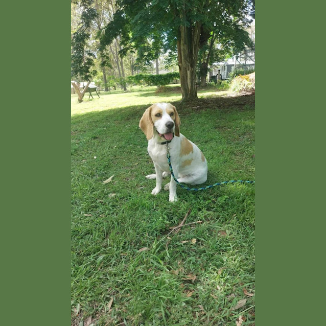 Photo of Honey And Spot