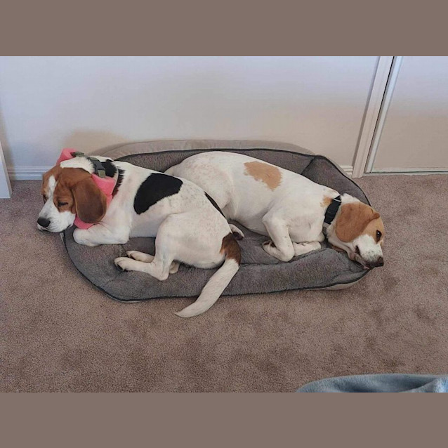 Photo of Honey And Spot