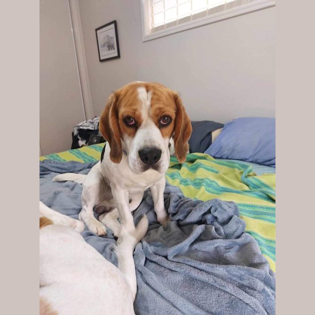 Photo of Honey And Spot