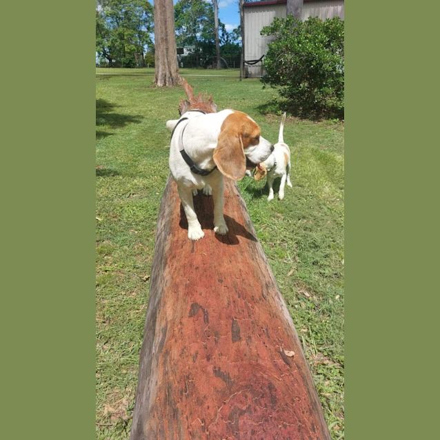 Photo of Honey And Spot