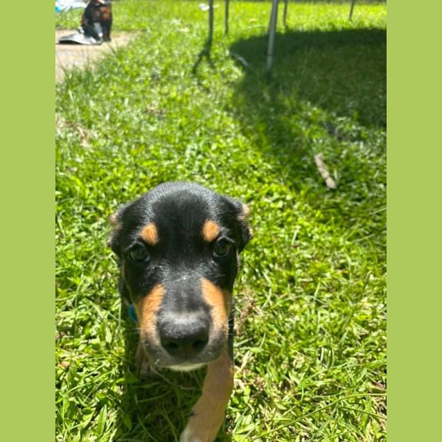 Photo of Goose