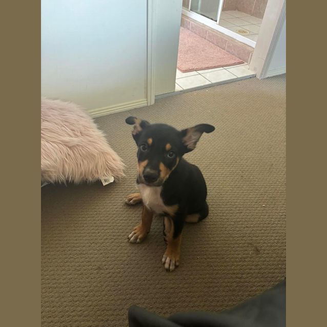 Photo of Goose