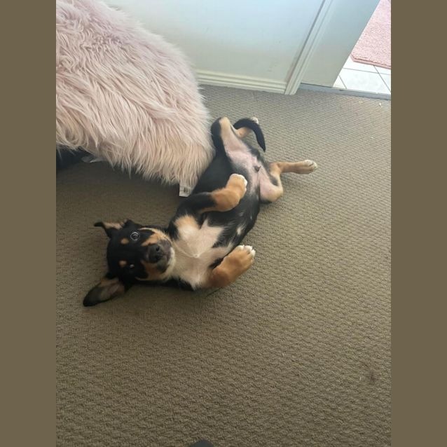 Photo of Goose