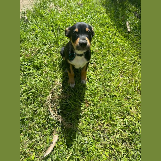 Photo of Goose