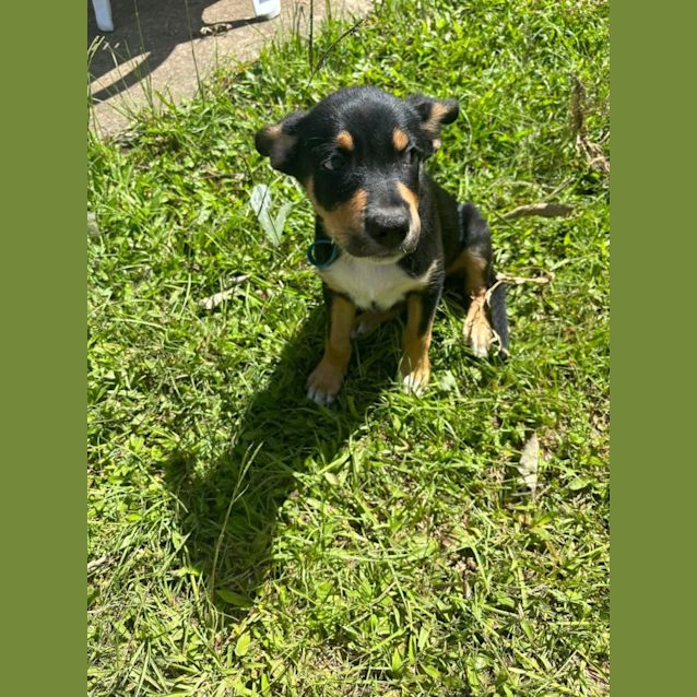 Photo of Goose