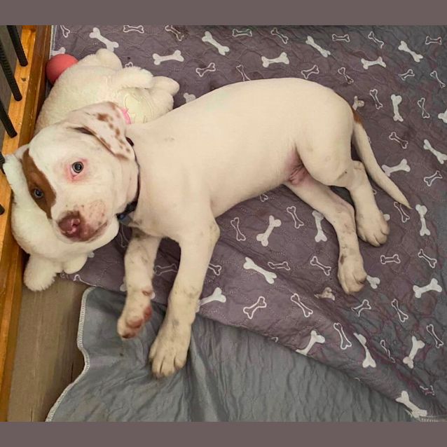 Photo of Patch