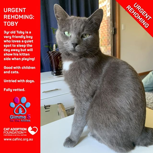 Photo of Toby Private Rehoming No Charge!