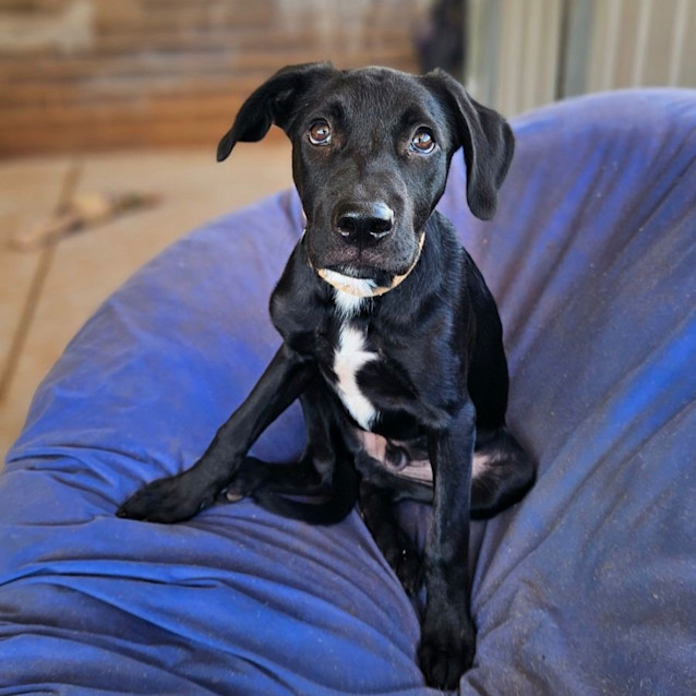 Photo of Duke Aka Shadow