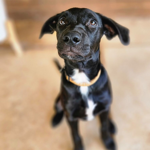 Photo of Duke Aka Shadow