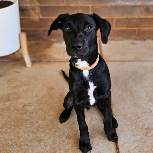 Photo of Duke Aka Shadow