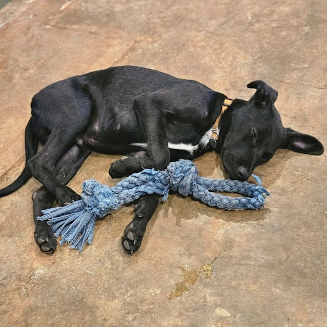 Photo of Duke Aka Shadow