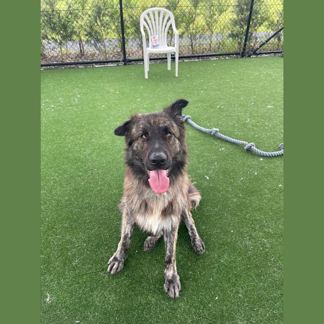 Photo of Leo Imp 2226