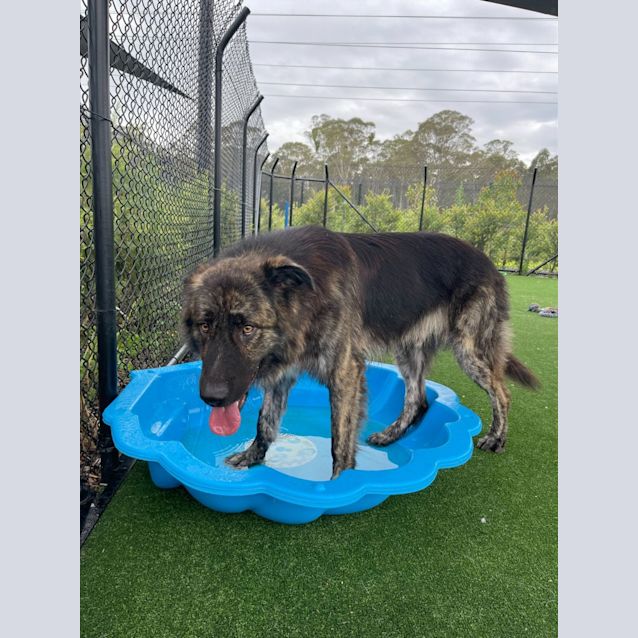 Photo of Leo Imp 2226